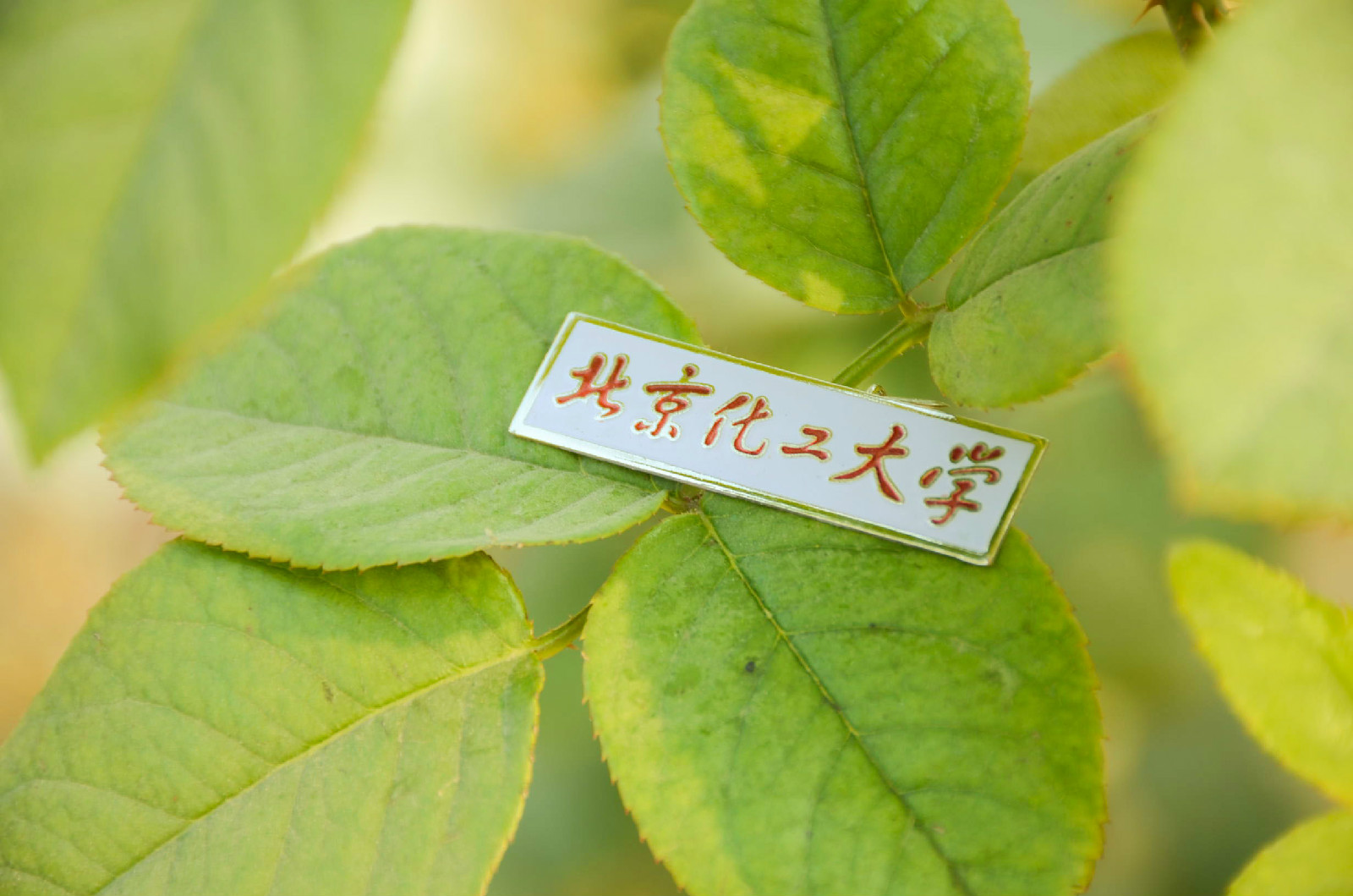 北京化工大学毕业证书印刷招标